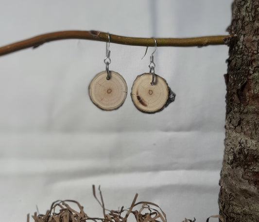 Wooden circular earrings hanging from a branch with a white background
